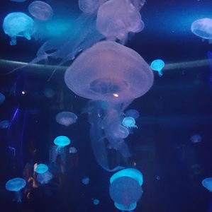 Meet your Posher, Jonatan